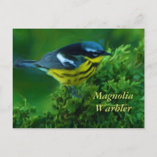 Magnolia Warbler Post Card