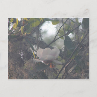 Magnolia with Spanish moss Postcard