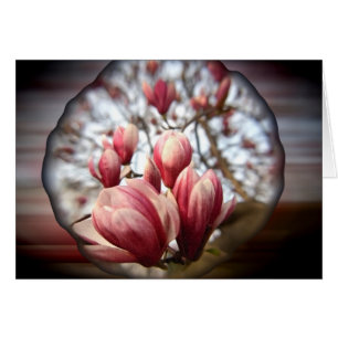 Magnolia Wood