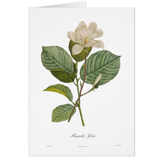 Magnolia yulan (Devant)