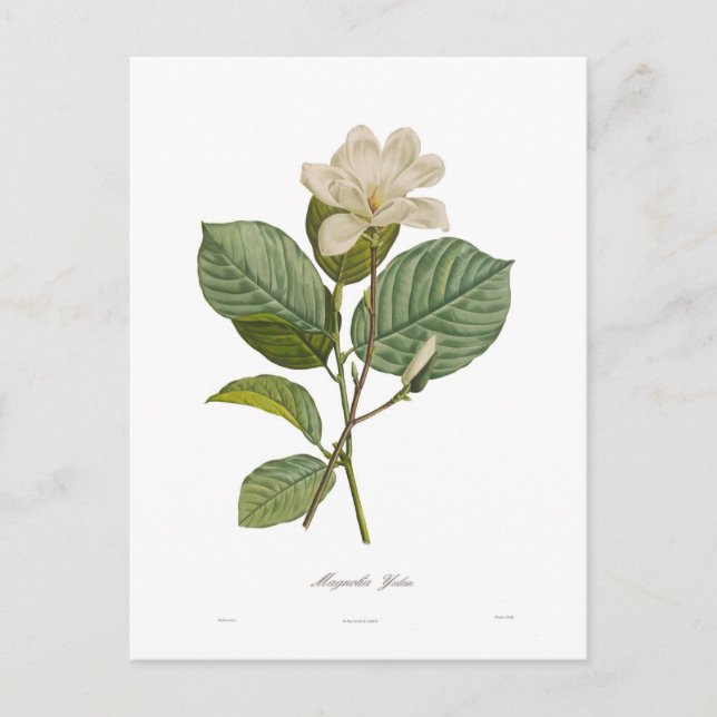 Magnolia yulan postcard (Front)