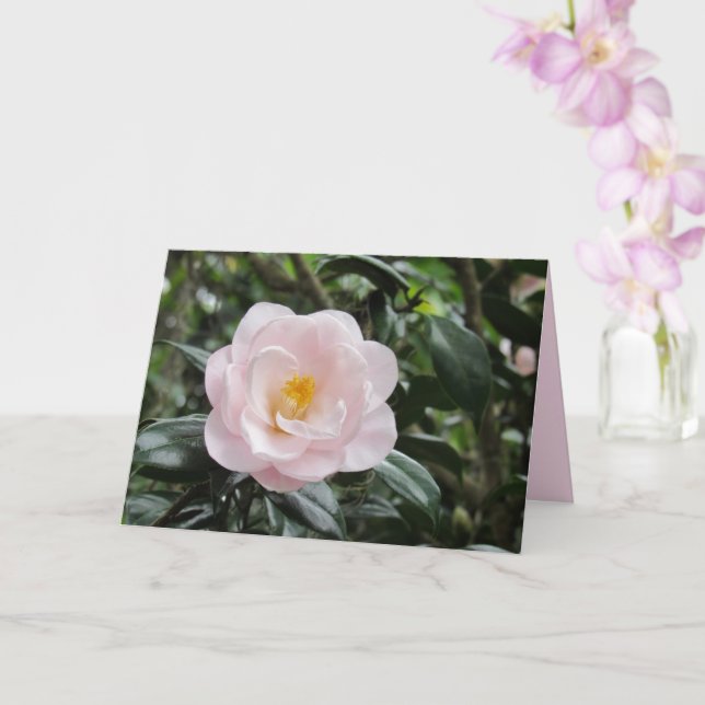 Magnoliaeflora Camellia Flower Greeting Card (Orchid)