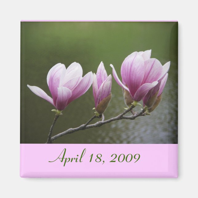 Magnolias, April 18, 2009 Magnet (Front)