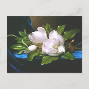 Magnolias on Blue Velvet - Postcard