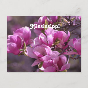 Magnolias Postcard