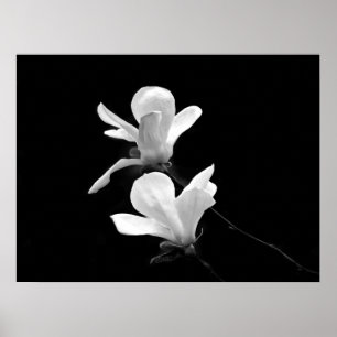 Magnolias Poster
