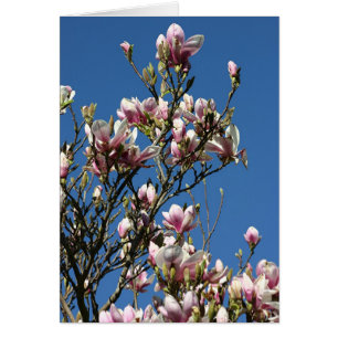 magnolias & sky