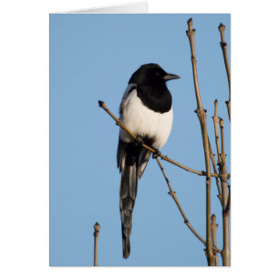 Magpie