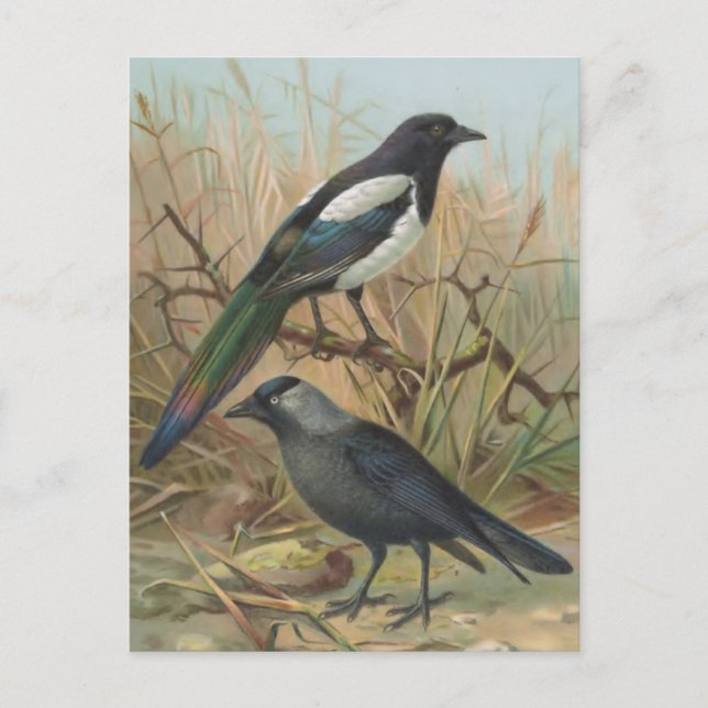 Magpie and Jackdaw Vintage Bird Illustration Postcard (Front)
