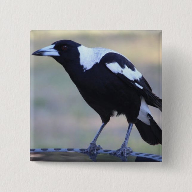 Magpie Badge (2) Perfect for Collingwood F.C. 2 Inch Square Button (Front)
