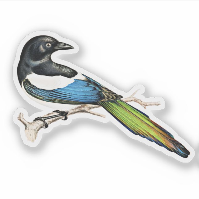 Magpie Bird (Front)