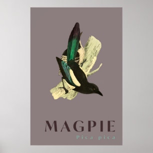 Magpie bird vintage  Poster