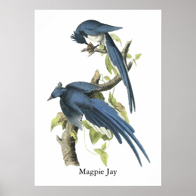 Magpie Jay, John Audubon Poster (Front)