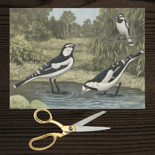 Magpie Larks from Vintage Ornithological Plate Tissue Paper
