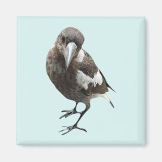 Magpie Magnet