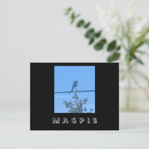 Magpie Nature Postcard