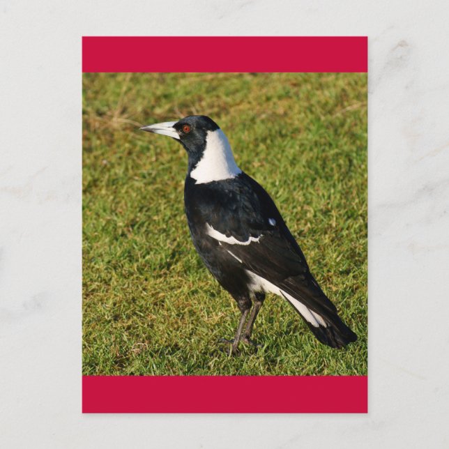 Magpie Postcard (Front)