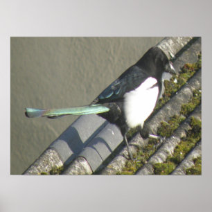 Magpie rainbow tail Print