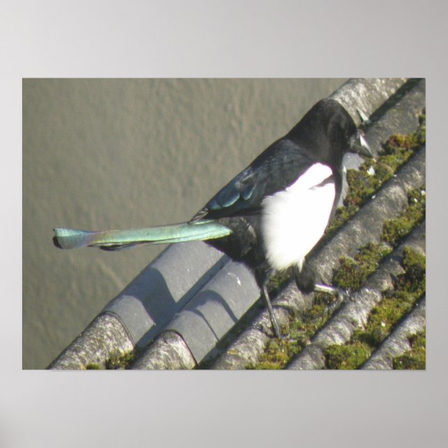 Magpie rainbow tail Print (Front)