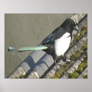 Magpie rainbow tail Print