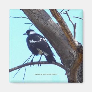 Magpie sur une branche - Magnet