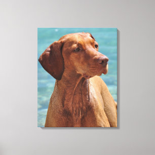 Magyar Vizsla Dog Canvas Print