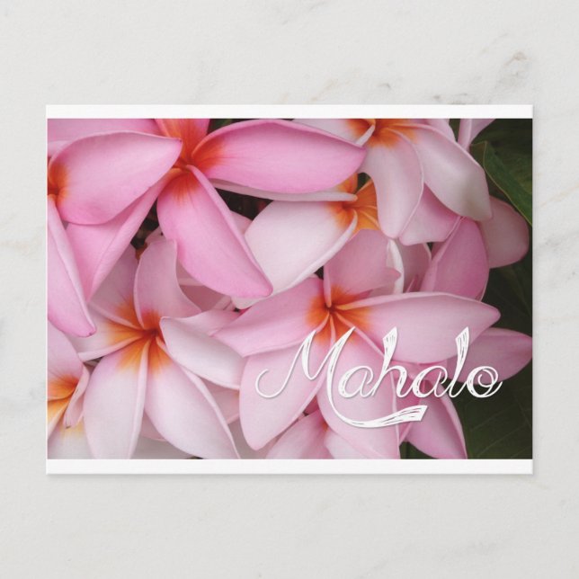 Mahalo Pink Plumeria Card (Front)