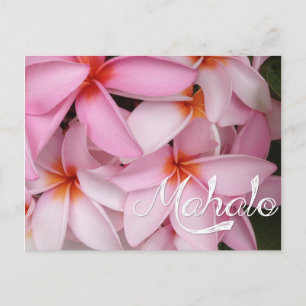 Mahalo Pink Plumeria Card