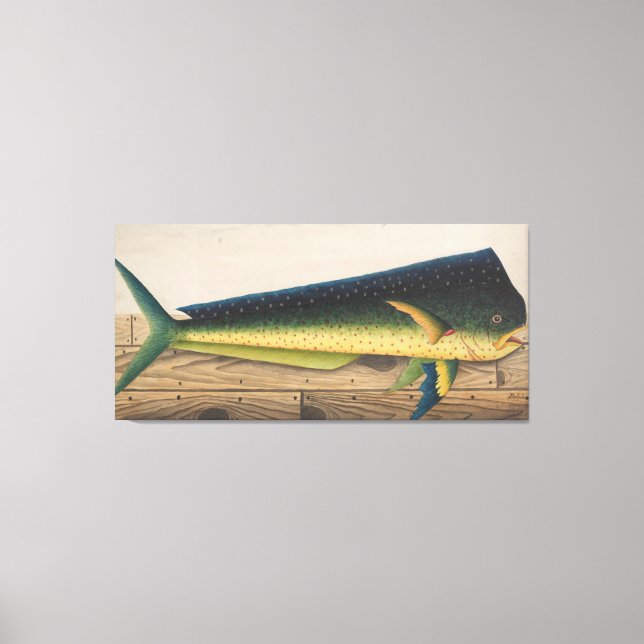 Mahi-Mahi Fish artwork Canvas Print (Front)