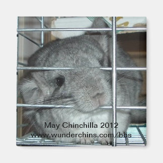 Mai chinchilla 2012 aimant