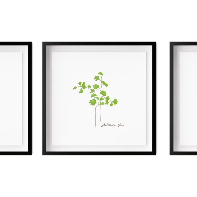 Maidenhair Fern Illustration |  Fern Series Poster (Creator Uploaded)