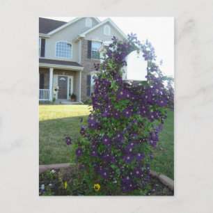Mailbox and Clematis Postcard
