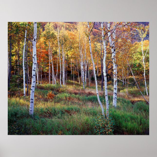 Maine, Acadia National Park, Autumn Poster (Front)