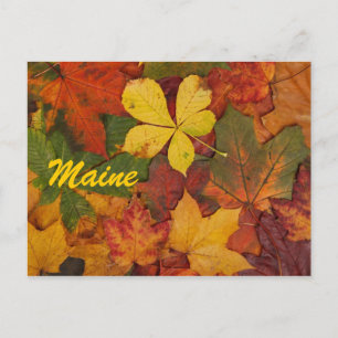 Maine Autumn Leaves Postcard
