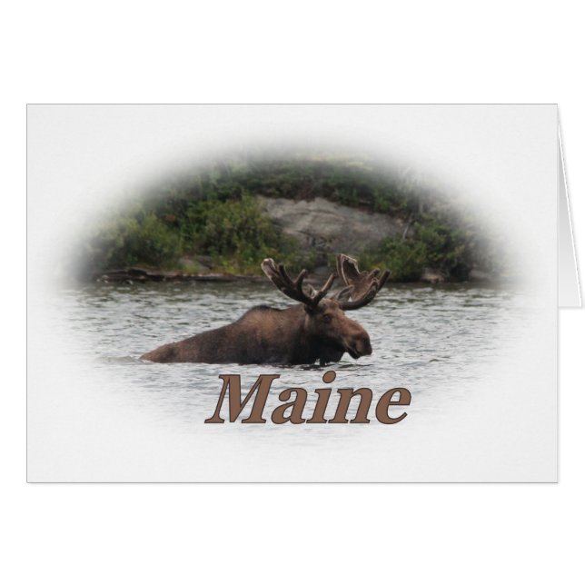 Maine Bull Moose (Front Horizontal)