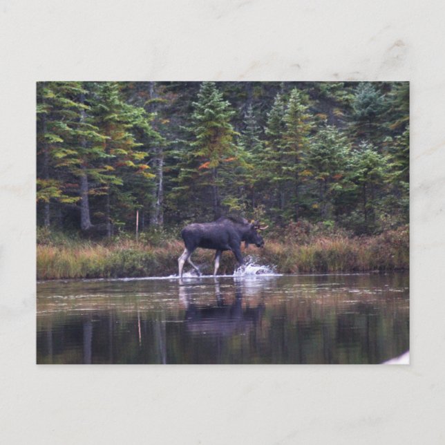 Maine Bull Moose Postcard (Front)