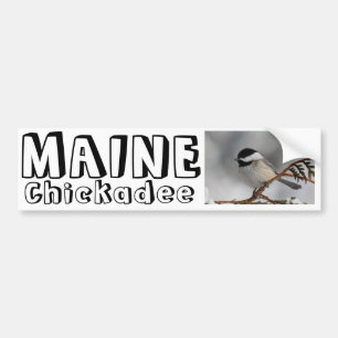 Maine Chickadee Bumper Sticker