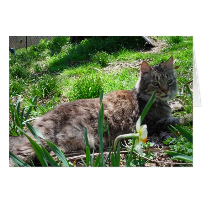 Maine Coon (Devant Horizontal)