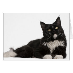 Maine Coon (15 months old)