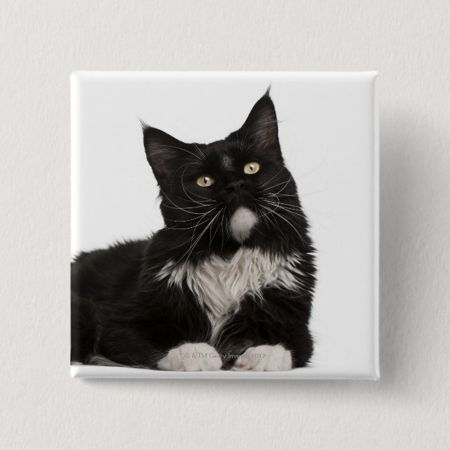 Maine Coon (15 months old) 2 Inch Square Button (Front)