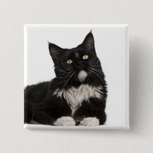 Maine Coon (15 months old) 2 Inch Square Button