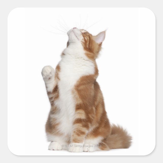 Maine Coon (6 months old) sitting and looking up Square Sticker (Front)
