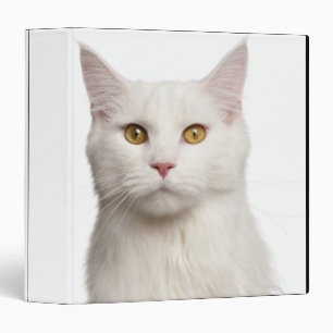 Maine Coon (8 months old) 2 Binder