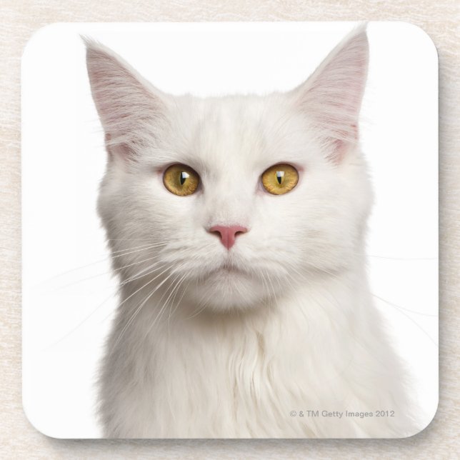 Maine Coon (8 months old) 2 Coaster (Front)