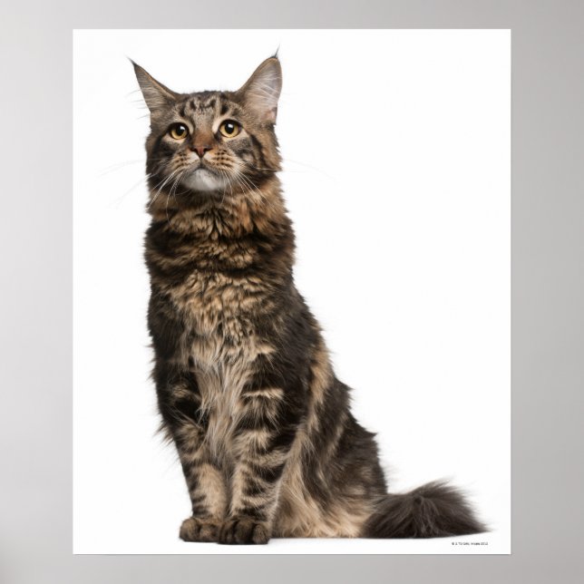 Maine Coon (8 months old) 2 Poster (Front)