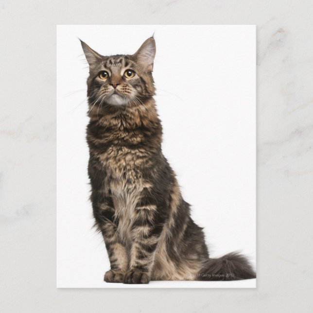 Maine Coon (8 months old) Postcard (Front)