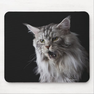 Maine Coon cat 2 Mouse Pad
