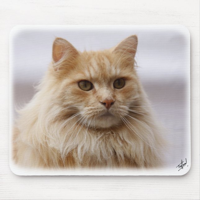 Maine Coon Cat 9Y825D-145 Mouse Pad (Front)