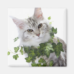 Maine Coon cat and ornament of ivy Magnet