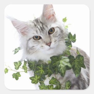 Maine Coon cat and ornament of ivy Square Sticker